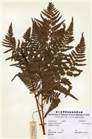 藏品(蕨)的圖片